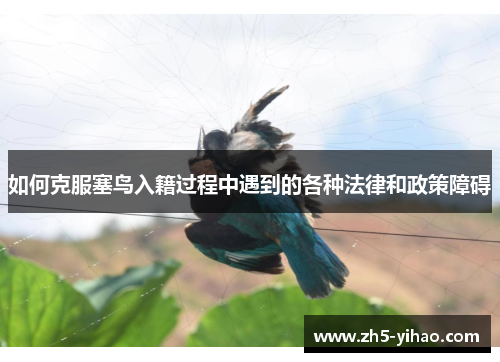 如何克服塞鸟入籍过程中遇到的各种法律和政策障碍